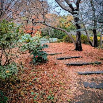 つつじ山。雨上がり、落ち葉が鮮やかでした😊