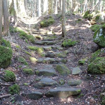 苔むした山道