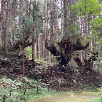 株杉