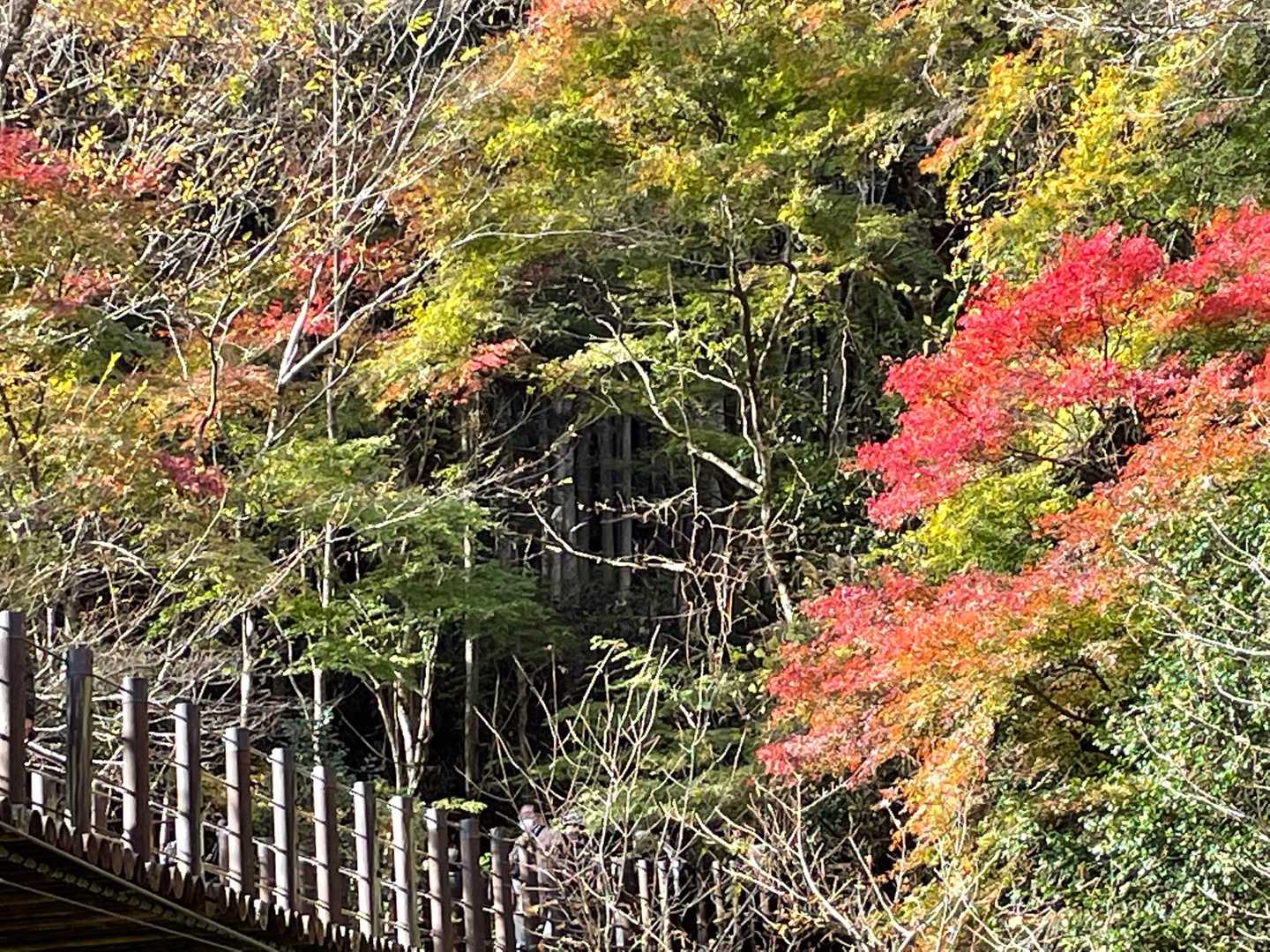 花貫駐車場発着｜花貫渓谷周回コースの写真