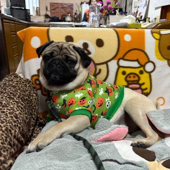 ☘️いちさんとそら豆🐶とカッパ🐵