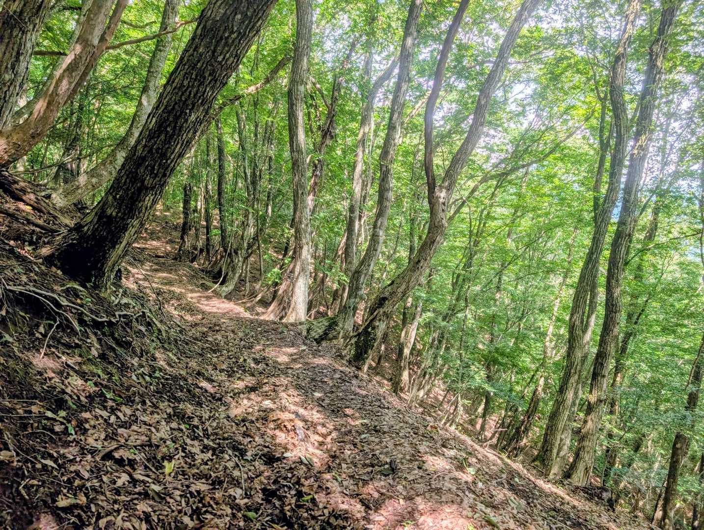 紅葉が美しいらしいので、ベストシーズンは秋かもしれません🍁