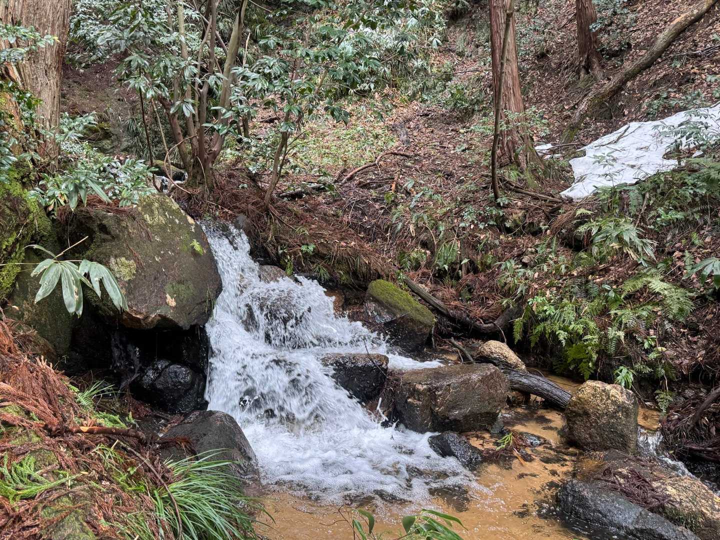 東ヶ谷山 往復コースの写真