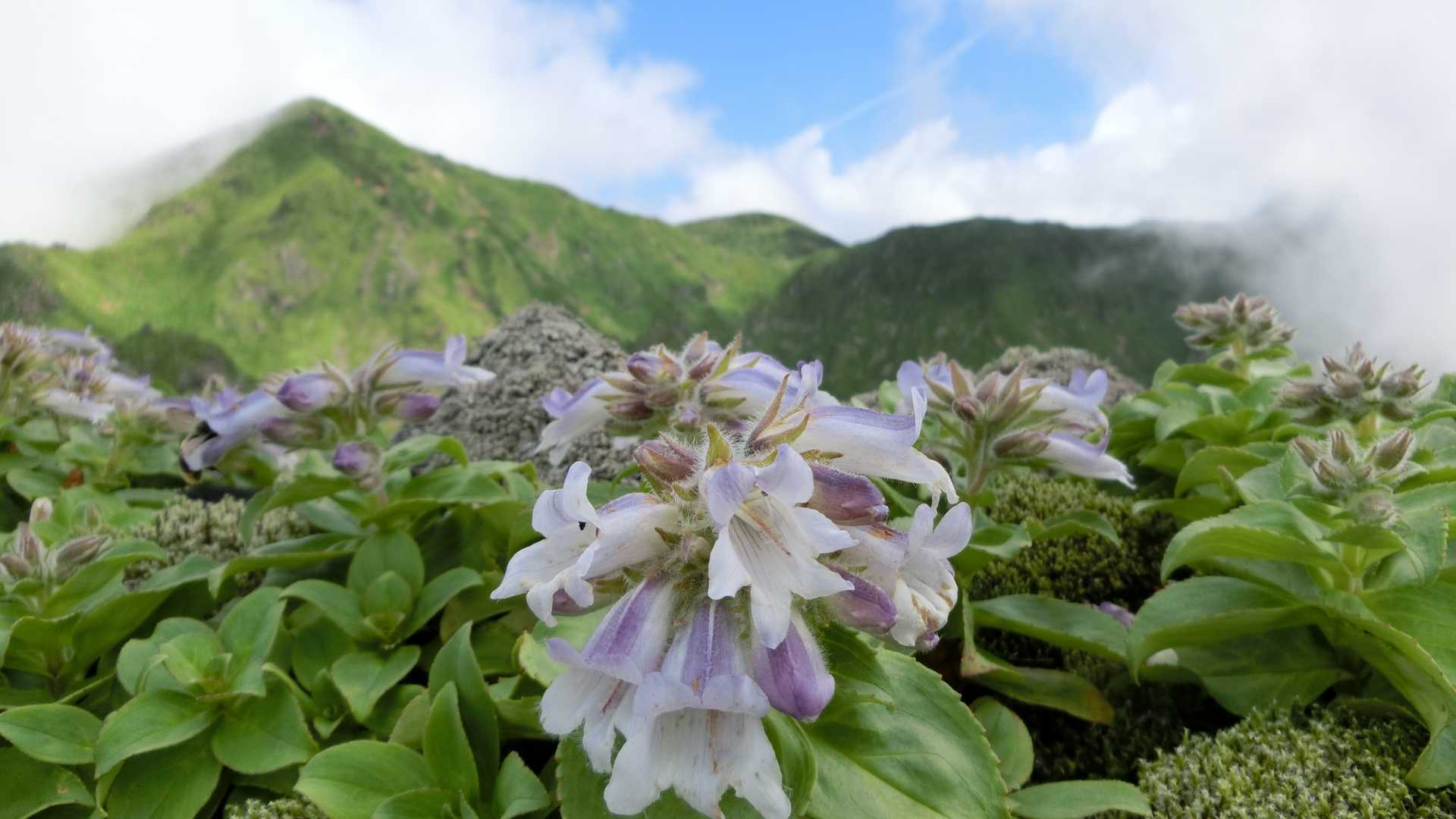 山にイワブクロを入れて📷
では下山して一旦分岐まで下りて男岳鞍部まで急坂登ります👊あの坂登るのは久々だなぁ～