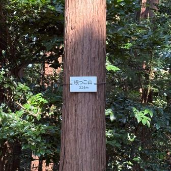 根っこ山山頂
