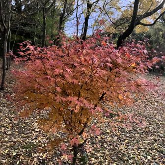 小さな紅葉🍁…満開😅