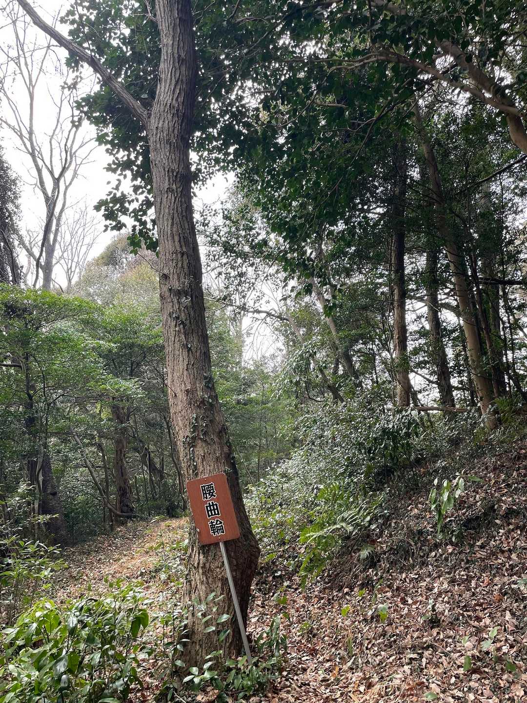 城山 往復コースの写真