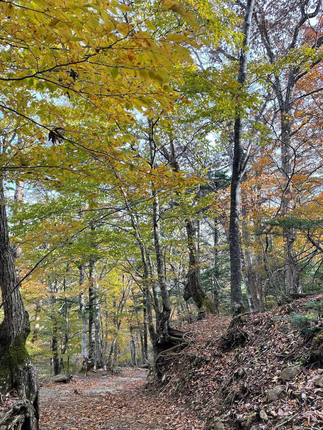 三ッ峠山 | 太宰治の随筆に登場する頂は、南アルプス・八ヶ岳・奥秩父の眺望も秀逸の写真