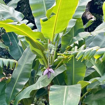 茶碗山展望台への散策路