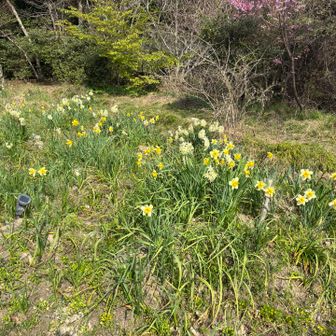 花に詳しく無いのですが…兎に角綺麗かとです🌼