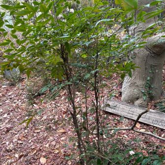 山と言うには大げさな「朝日山」。