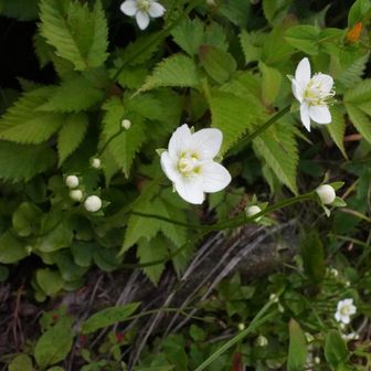 ウメバチソウというらしい
ツマトリソウやニリンソウより花弁が1回り大きい