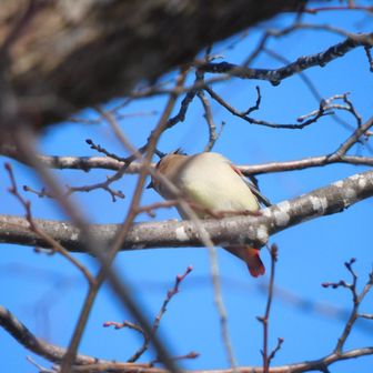 話に夢中で人物の写真無しで進んでます笑
途中シマエナガの撮影に挑むが、動きが速くて断念😅
ヒレンジャクさん🐦居ました！