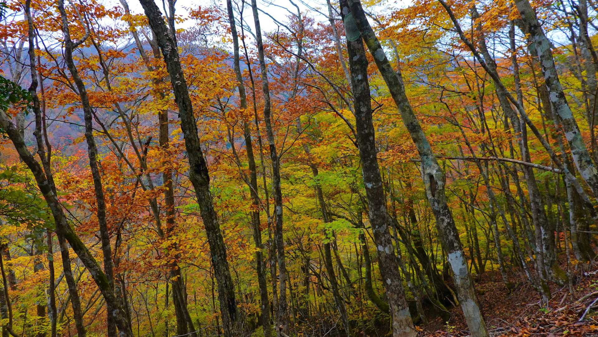 稜線に上がると、紅葉越しに西側の山々が見えた