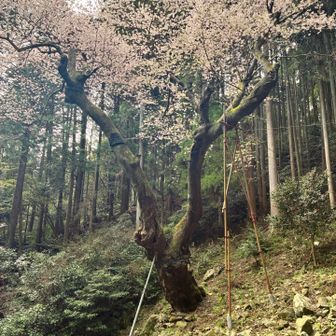 朝とはまた違う雰囲気✨️