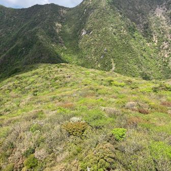 国見岳方面の下側の新緑🟢