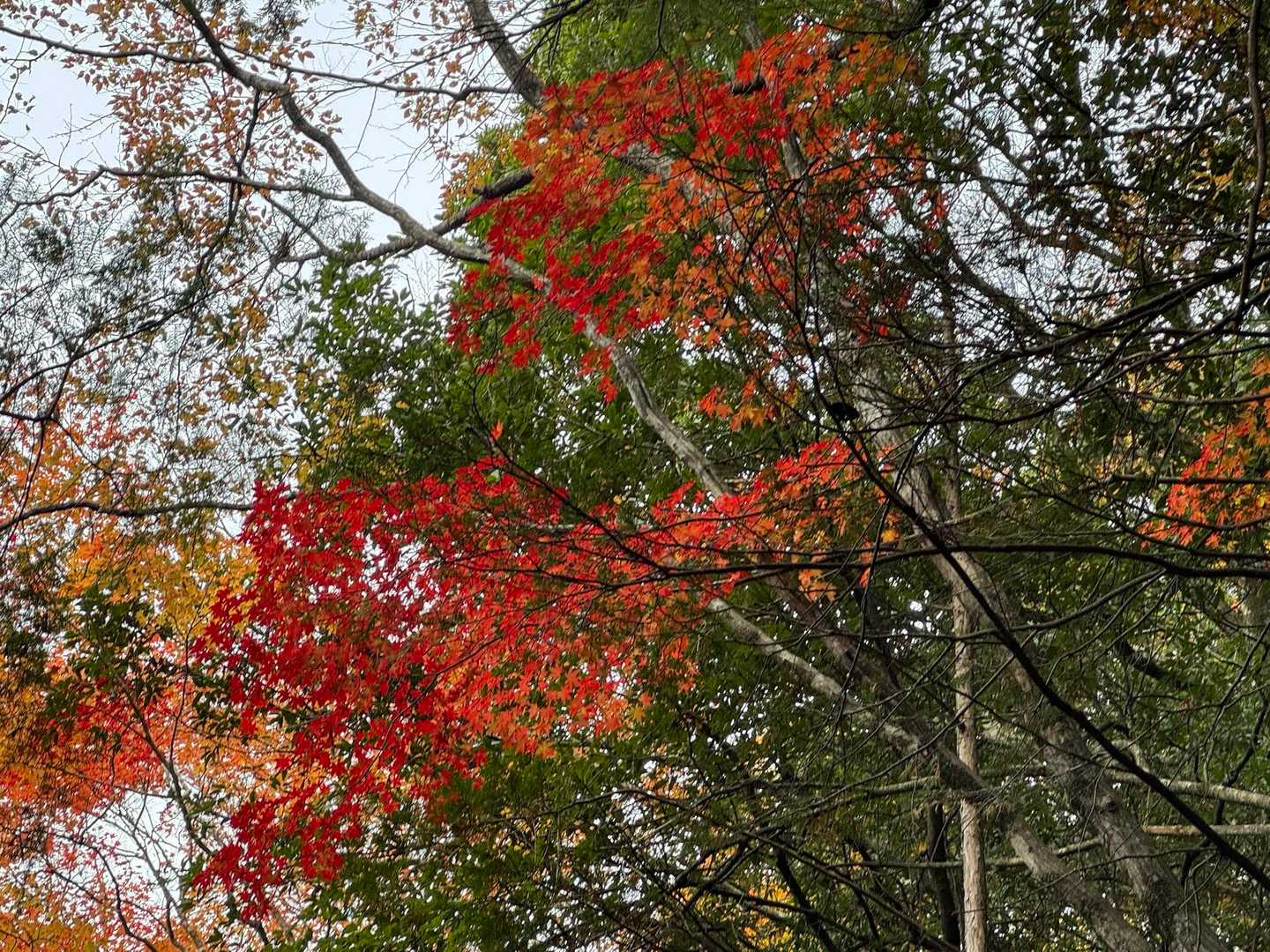 紅葉🍁