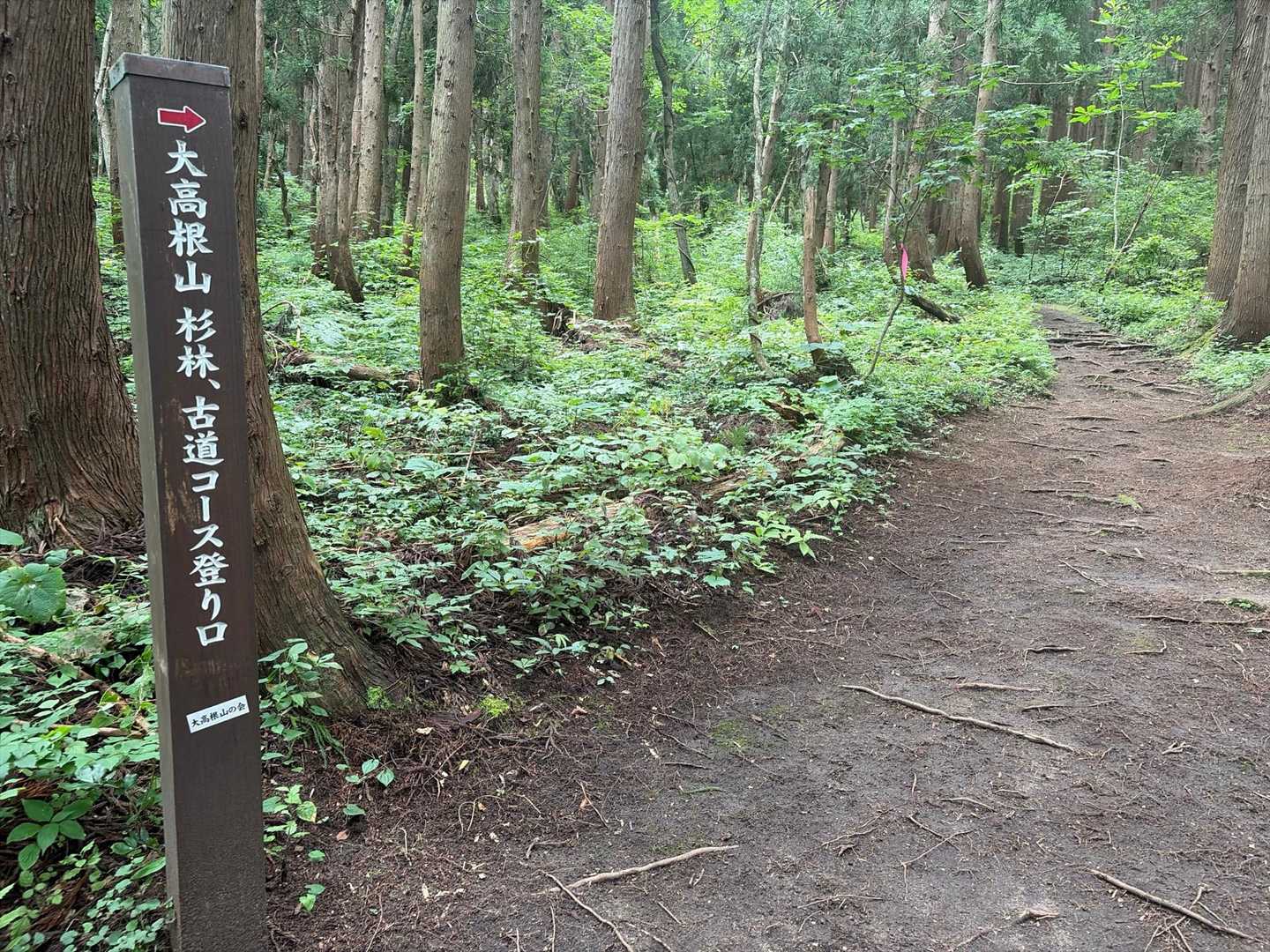 杉林、古道コースで山頂に