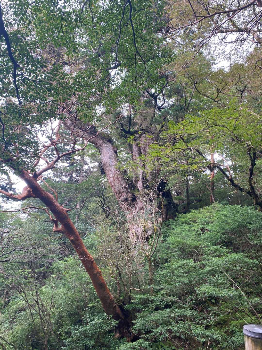 縄文杉。
写真に収まりきれない。