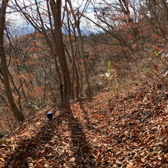 巻き道は落葉🍂が溜まってしまうらしくふっかふか！かき分けながら進みます、枯れ枝、石に注意⚠️