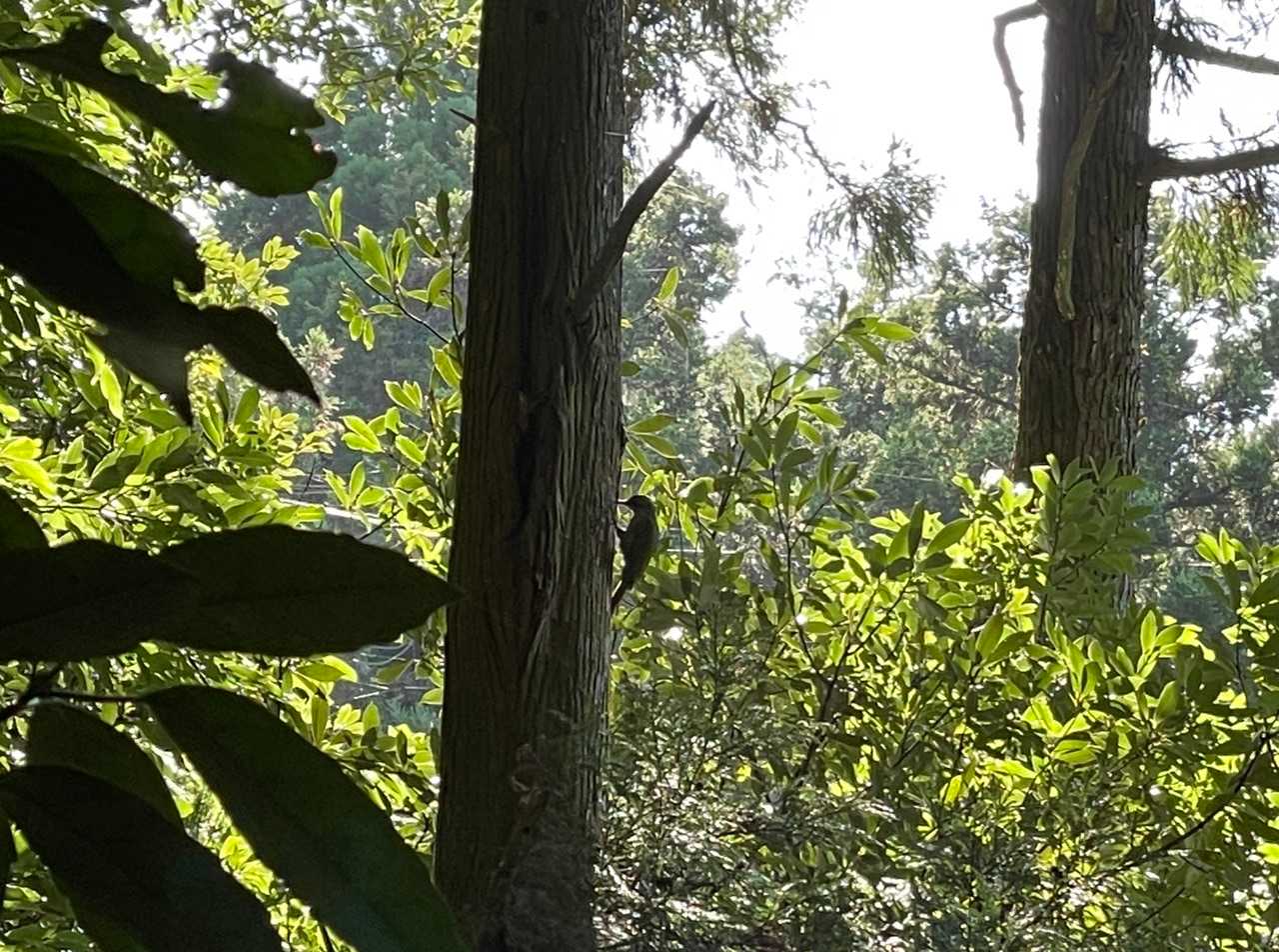 コンコンコンと木をつつく鳥。
キツツキでしょうか？
動画も撮りました。
https://m.youtube.com/watch?v=fFgwI6Fk8S4