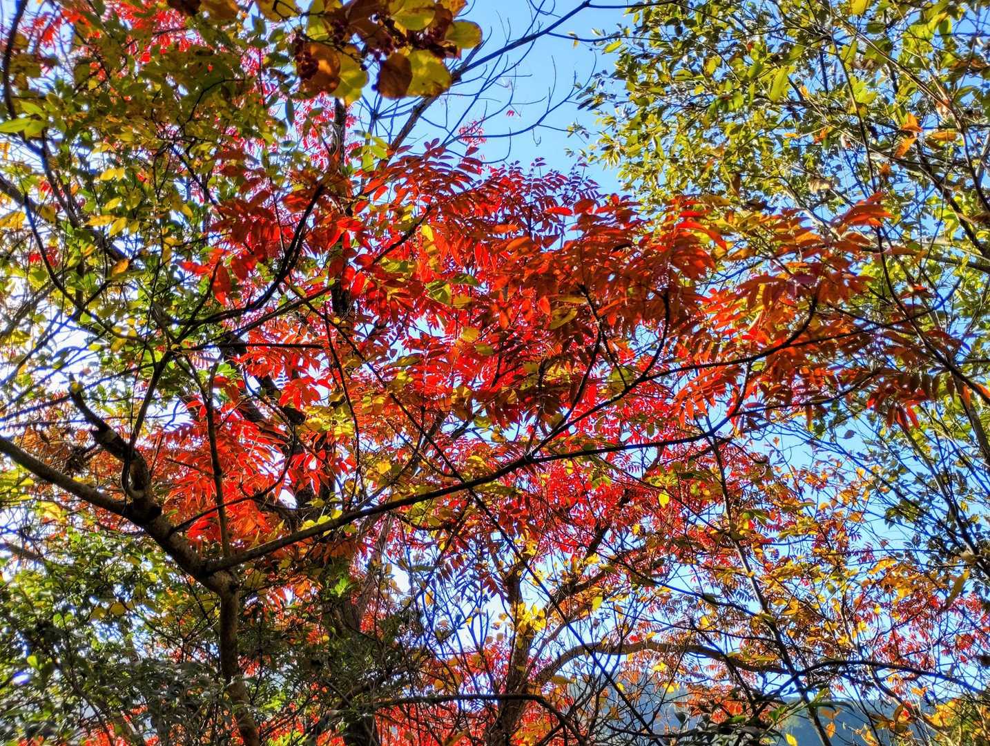 下山して🅿️近くは鮮やかなのが残ってました🍁