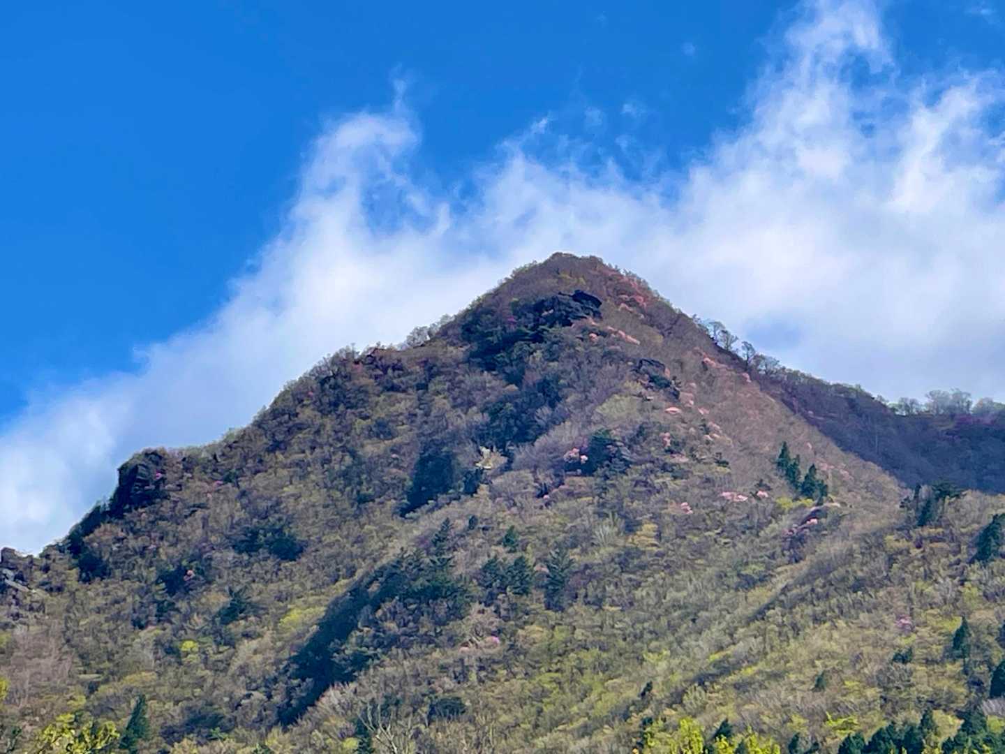 猿田峠から見た一座目大森山　ルート沿いに沢山ツツジの花が見えます🌸　それにしても角度ありそう