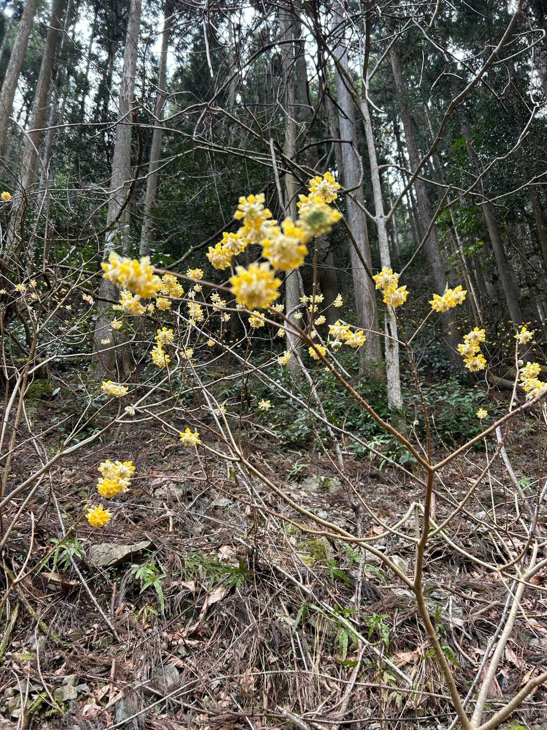 雪彦山登山口 往復コースの写真