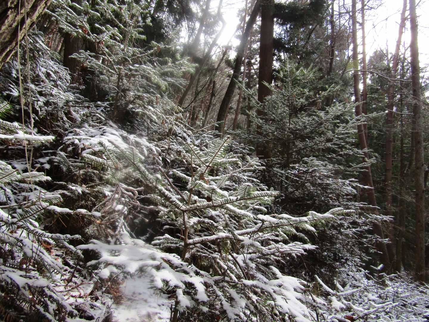 幾つもの「もみの木」に雪の飾りが付いて、クリスマスツリーの様🎄。