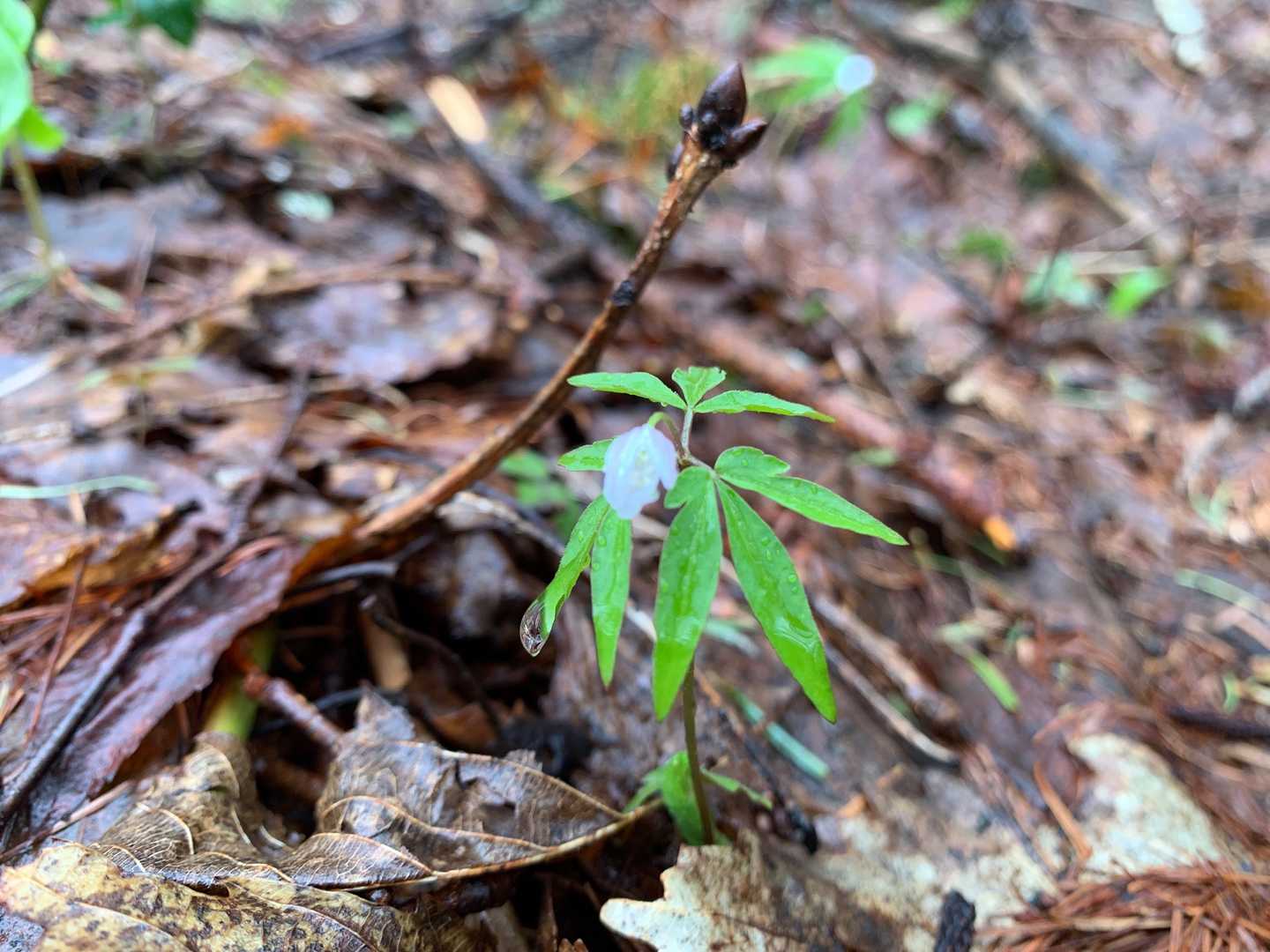 水玉に焦点📸……嘘です……ピンぼけだけど結果、なんか綺麗🤭