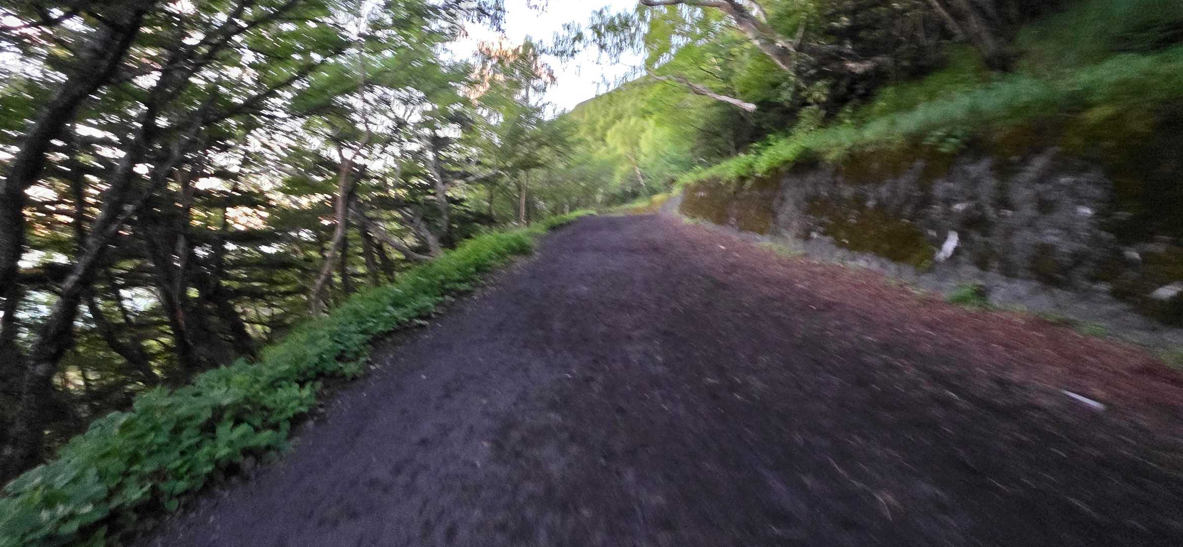 最初は林道を進む