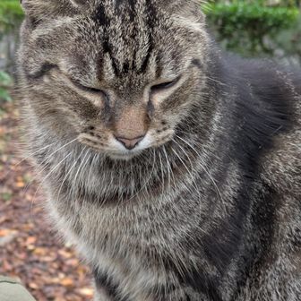 とても人なつこい野良猫マーブル　寅　スネークナドナド親しまれている