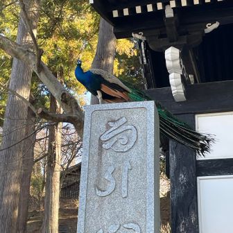 下山後に御朱印帳を受け取り
駐車場に戻ったら
孔雀さん凄いところに乗ってキリッとポーズを決めて出迎えて来れました🦚
また来るね👋