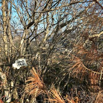 観音山
どんどん山頂笑