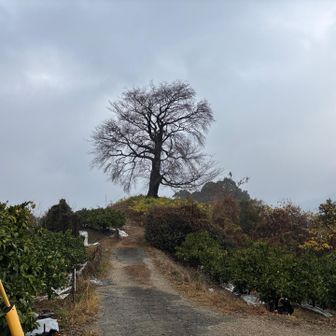平家一本桜