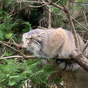 どうもネコです。