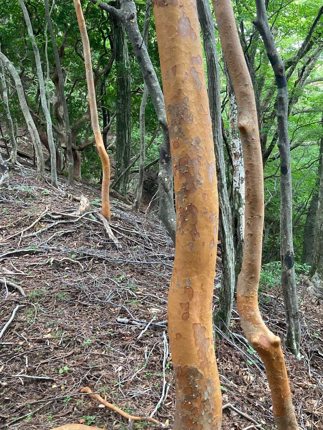 ヒメシャラ