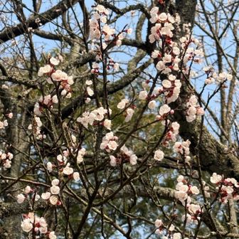 頂上の🌸
まだちらほらのお花でした。