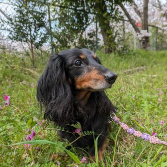 リラ・ロジャー