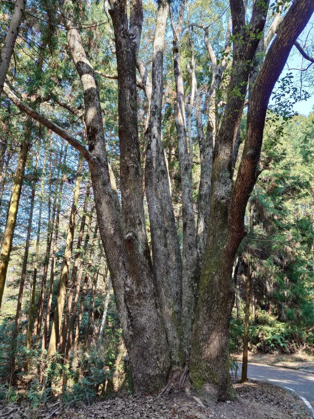 いつもの何股かの🌲