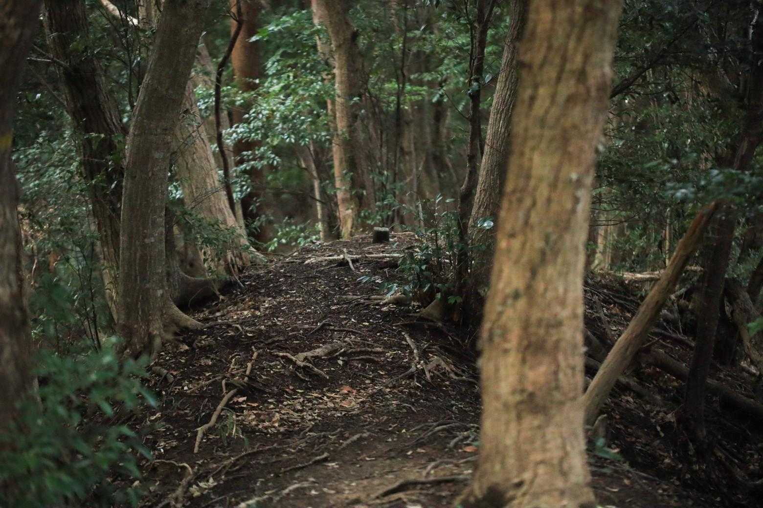 テクテク🐾🌲🐾