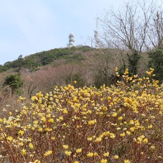 1時間半ぐらいで登ってきました。山頂付近のビジターセンター裏にはミツマタあります。皿倉山の山頂とミツマタ、ええ感じ。
シャクナゲもたくさん植わってるので、1か月後はそっちが見頃ですかね。