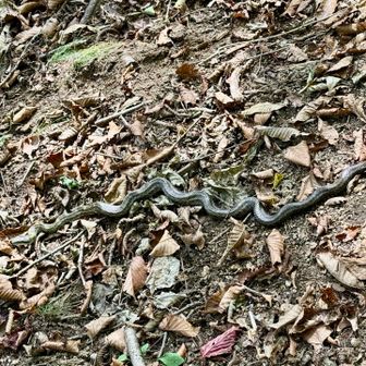 戻って下り斜面にアオダイショウが横断中でした。驚いたのか固まってしまいました。