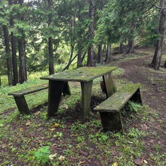 苔むしたベンチ