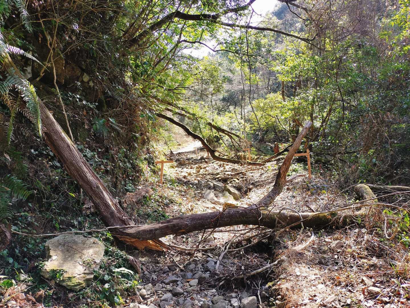乗り越えたり潜ったりー🌳バリケードみたいになっている場所もあります。ちょっとした探検みたい😁