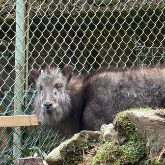 こんなところに
ニホンカモシカさん