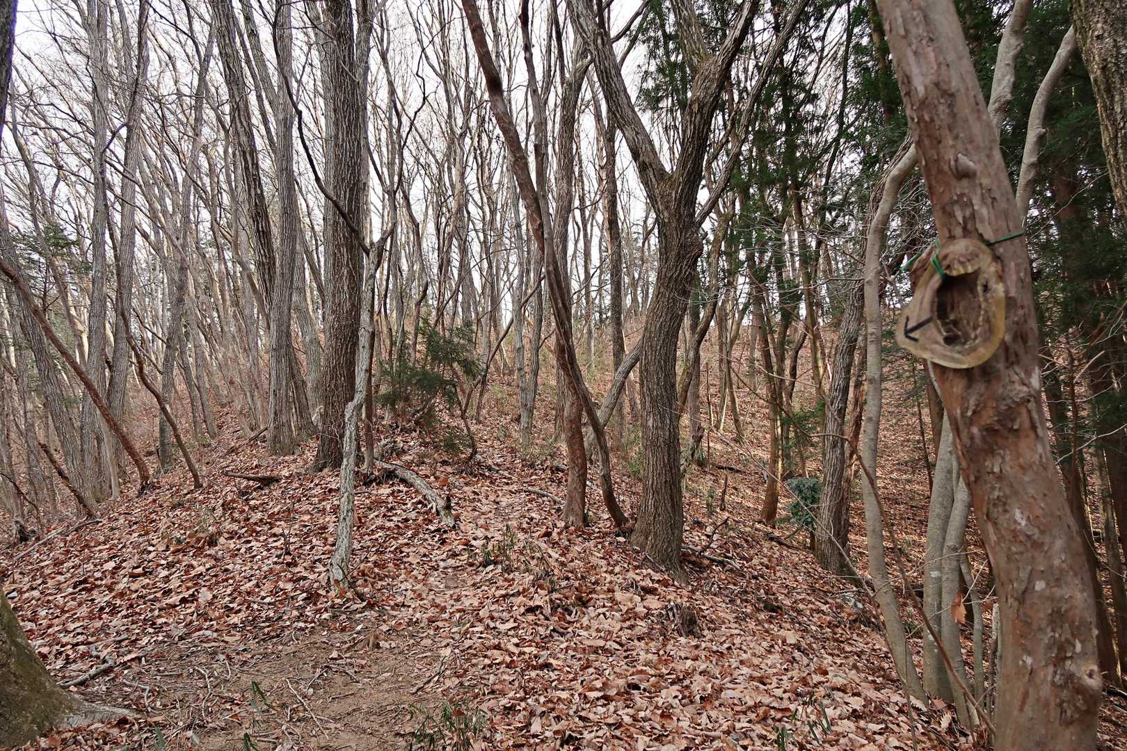 登り詰めたら、尾根を左へ。