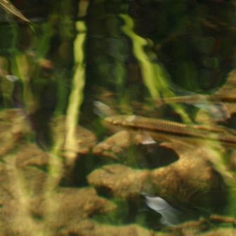 流れの中をウグイが泳いでいました