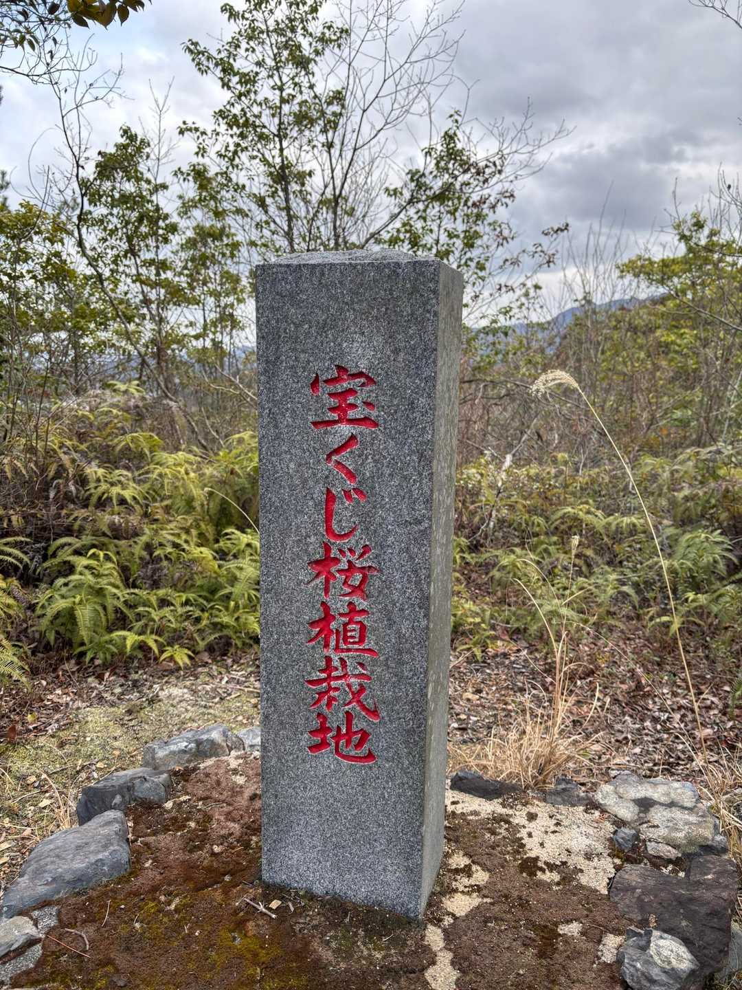 宝くじ桜植栽地🌸