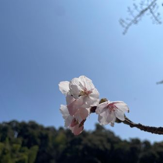 駐車地到着。桜が綺麗。そして、この青空よ。